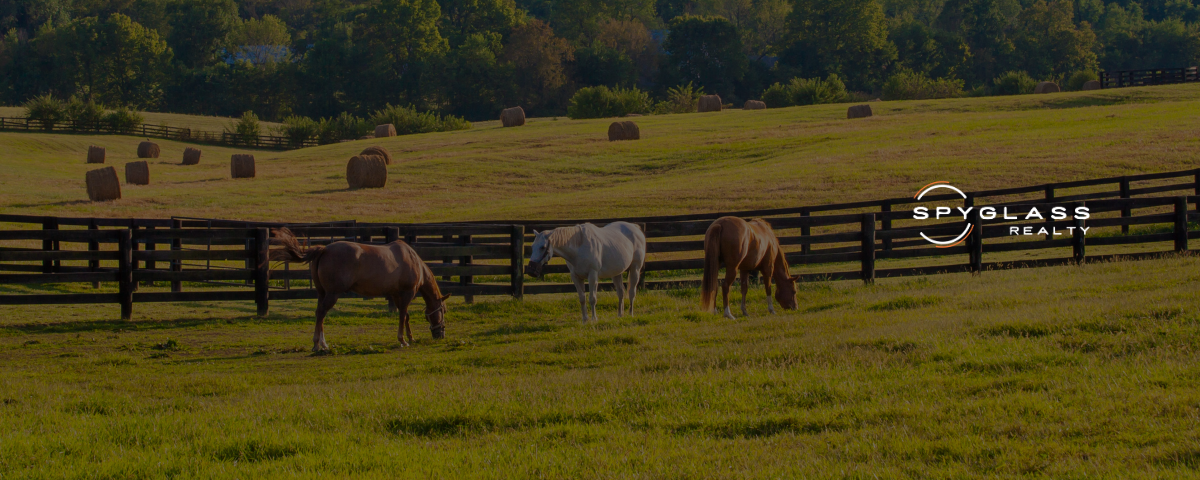 horses in a texas farm